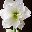 Амариллис махровый Вайт Пикок Амариллис махровый Вайт Пикок