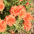 Портулак крупноцветковый Солнечная страна оранжевый