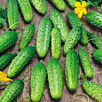 Огурец  Вихрь F1 Огурец  Вихрь F1