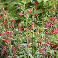 Пенстемон бородатый Твизл Скарлет Пенстемон бородатый Твизл Скарлет