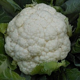 Капуста Цветная Белое совершенство-НК F1 Капуста Цветная Белое совершенство-НК F1
