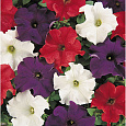 Петуния грандифлора Дримс микс