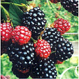 Ежевика кустистая Helen
