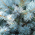 Ель колючая Блю Даймонд