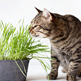 Трава для кошек Трава для кошек