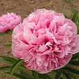 Пион травянистый Оффициналис Розеа Плена