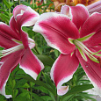 Лилия ОТ-гибрид Флэшпоинт