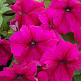 Петуния грандифлора Лимбо Джи Пи Бургунди