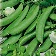 Горох овощной Орегон шуга Горох овощной Орегон шуга
