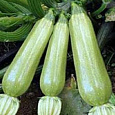 Кабачок Сангрум F1 Кабачок Сангрум F1