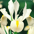 Ирис White excelsior Ирис White excelsior
