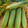 Огурец  Кассандра F1 Огурец  Кассандра F1