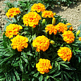 Бархатцы отклоненные Чика Голд