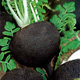 Редька Зимняя круглая черная Редька Зимняя круглая черная