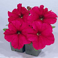 Петуния грандифлора Призм Дип Роуз