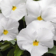 Виола (Фиалка, Анютины глазки) гибридная Белоснежка