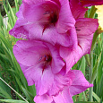 Гладиолус крупноцветковый Фиделио