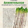 Спаржа (Аспарагус) обыкновенная Аржентельская Спаржа (Аспарагус) обыкновенная Аржентельская