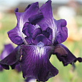 Ирис бородатый Виннер Сёкл