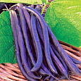 Фасоль овощная Румба Фасоль овощная Румба