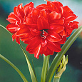 Амариллис махровый Ред Пикок Амариллис махровый Ред Пикок