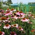 Эхинацея пурпурная Ливадия