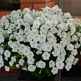 Петуния ампельная Опера Белая