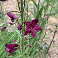 Пенстемон бородатый Твизл Парпл Пенстемон бородатый Твизл Парпл