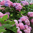 Гортензия крупнолистная Bouquet Rose