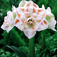 Амариллис махровый Нимф Амариллис махровый Нимф