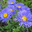 Астра альпийская Голубая