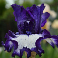 Ирис бородатый Гилвей