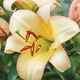 Лилия ОТ-гибрид Буги Вуги