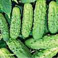 Огурец  Зубренок F1 Огурец  Зубренок F1