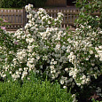 Жасмин садовый Дам Бланш
