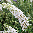 Буддлея Давида Сноу Вайт (Патио)