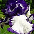 Ирис бородатый Гилвей