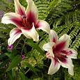 Лилия ЛО-гибрид Триумфатор