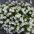 Петуния ампельная Лавина белая