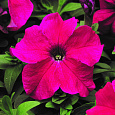 Петуния грандифлора Тритуния Роуз
