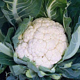 Капуста Цветная Снежная королева F1 Капуста Цветная Снежная королева F1