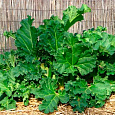 Ревень волнистый (обыкновенный) Виктория Ревень волнистый (обыкновенный) Виктория
