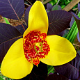 Тигридия павлинья Йеллоу
