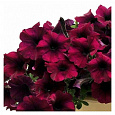 Петуния ампельная F1 Изи Вейв	Бургунди Велюр