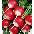 Редис Озорник Редис Озорник