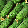 Огурец Гибридный Пасалимо f1 Огурец Гибридный Пасалимо f1
