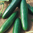 Огурец  Дива F1 Огурец  Дива F1