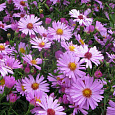 Астра кустарниковая Питер Пен