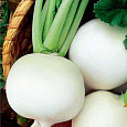 Редька Зимняя круглая белая Редька Зимняя круглая белая