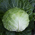 Капуста Белокочанная Крафт F1 Капуста Белокочанная Крафт F1